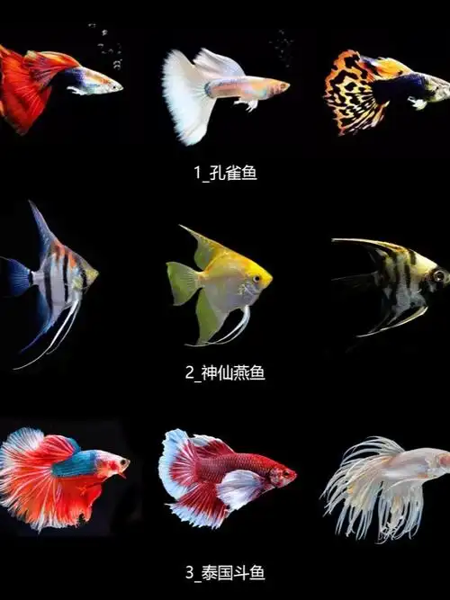 让我们一同走进这个神奇的水下世界,探索孔雀鱼,神仙燕鱼,泰国斗鱼