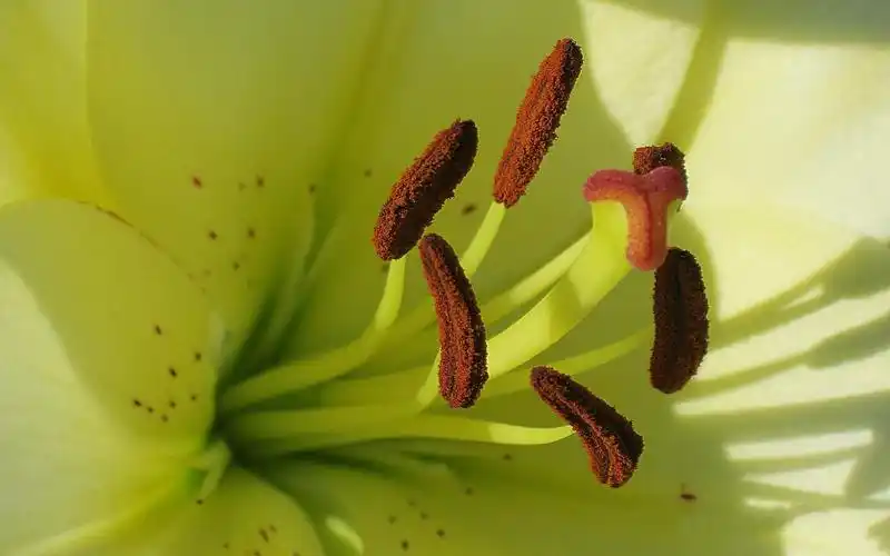 360资源组百合高清壁纸汇集1920x120030p