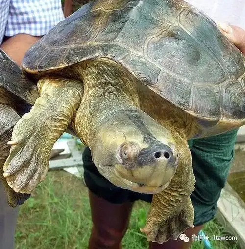 物种图册-缅甸棱背龟