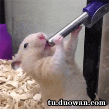 我一直在想仓鼠吃我的住我的是不是应该让它作出一点贡献呢