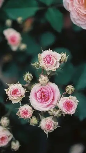 复古色调唯美花卉,高清图片,手机锁屏桌面-壁纸族