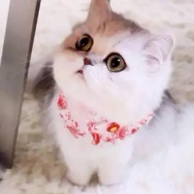 qq头像萌宠图片高清清新好看的qq萌宠头像超可爱的图片