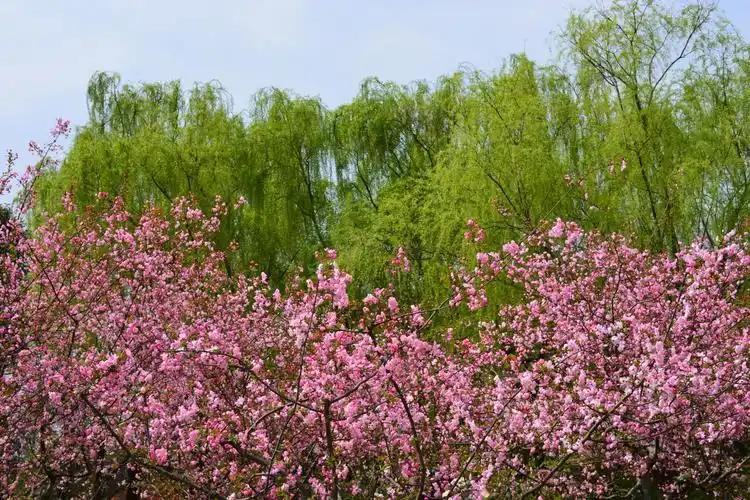 桃红柳绿春色满园