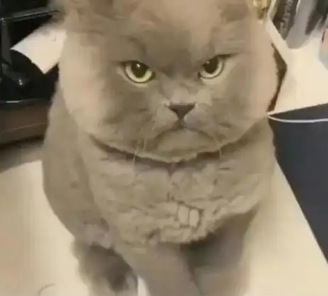 猫咪恨主人的十种表现,有三点说明猫咪已经充满恨意