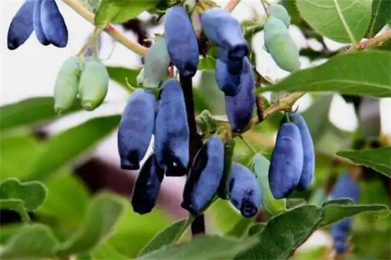 为什么没有蓝色的蔬菜水果?三种原因导致(会让人没食欲)