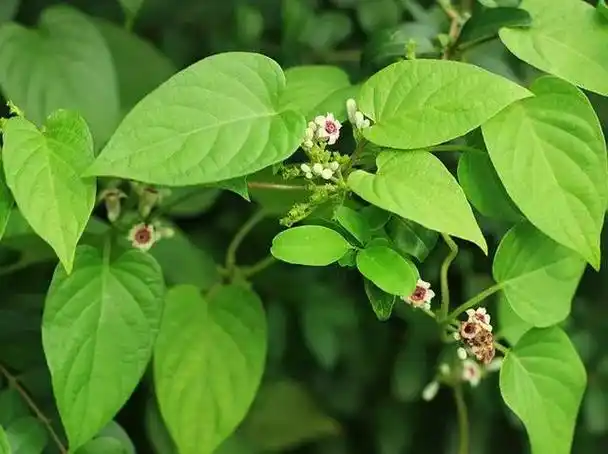 鸡屎藤有哪些作用?