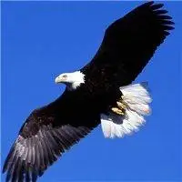 霸气的老鹰头像图片【点击鼠标右键下载】