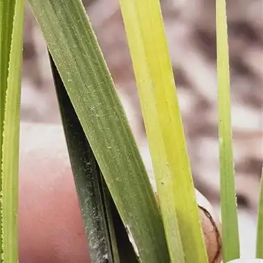 蕙兰金黄变异斑