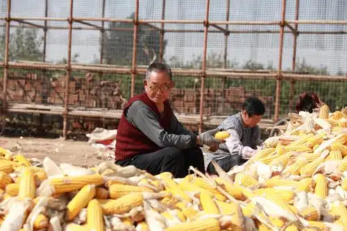 黄金岁月喜丰收～老家的玉米收购站……深泽县滹沱两岸南冶庄头村