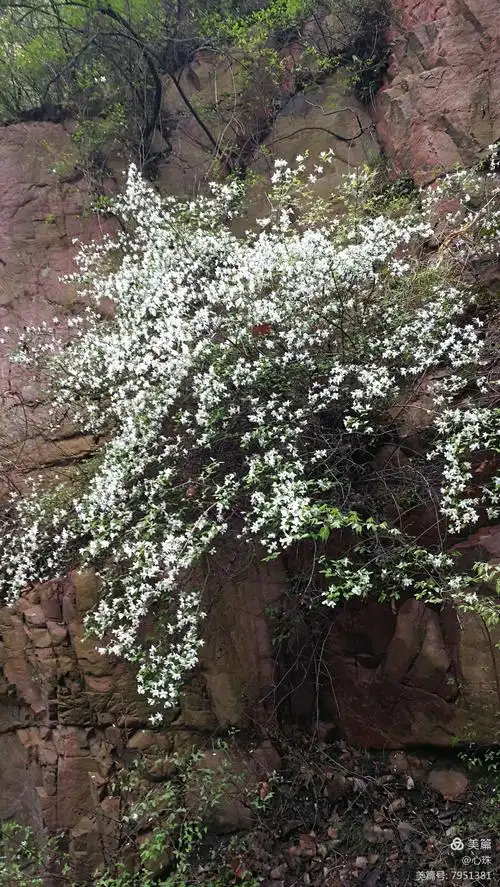 大花溲疏,很多长在山崖上,沟里的植物还是蛮丰富的.