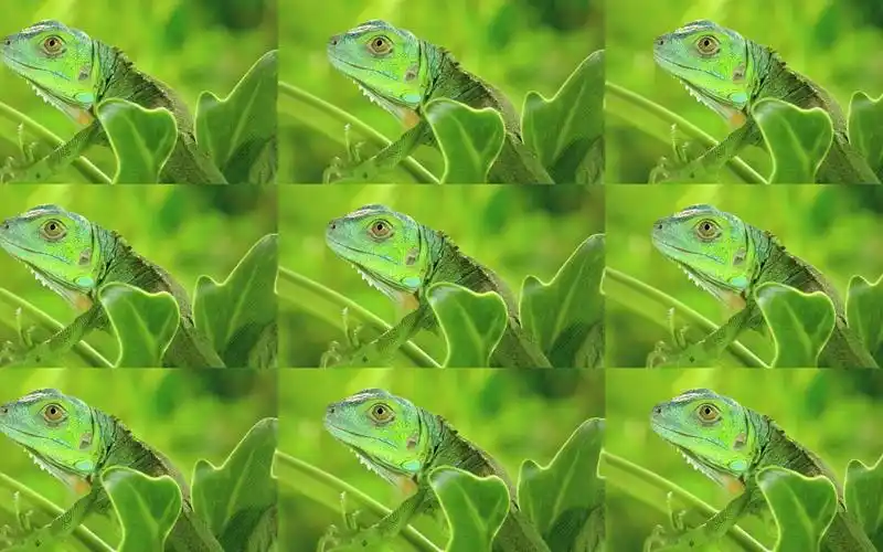 9视点视频(真裸眼3d)-一只放松眼睛的绿色的蜥蜴