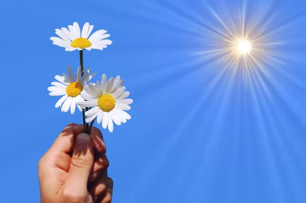 手拿一朵雏菊,在一片蓝天拿一朵雏菊的手