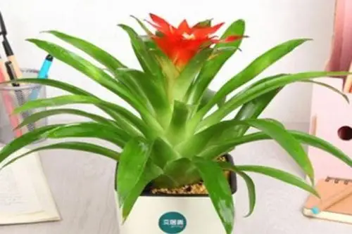 十二生肖对应的招财花这四个生肖最特别看看你属于哪种