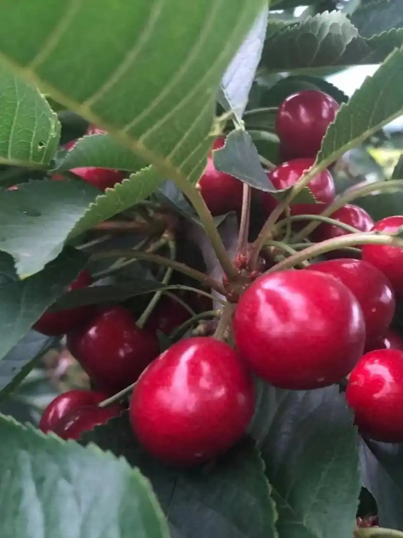 90樱桃|酸甜可口巴托实在太有樱桃味道了97 果园正在摘樱桃90咯