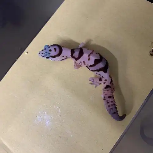 爬宠  #守宫  #肥尾守宫  喜欢的私