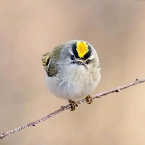 分享萌萌鸟态美图