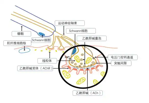 膜的achr结合,突触后膜离子通道开放,肌膜去极化,产生肌纤维终板电位