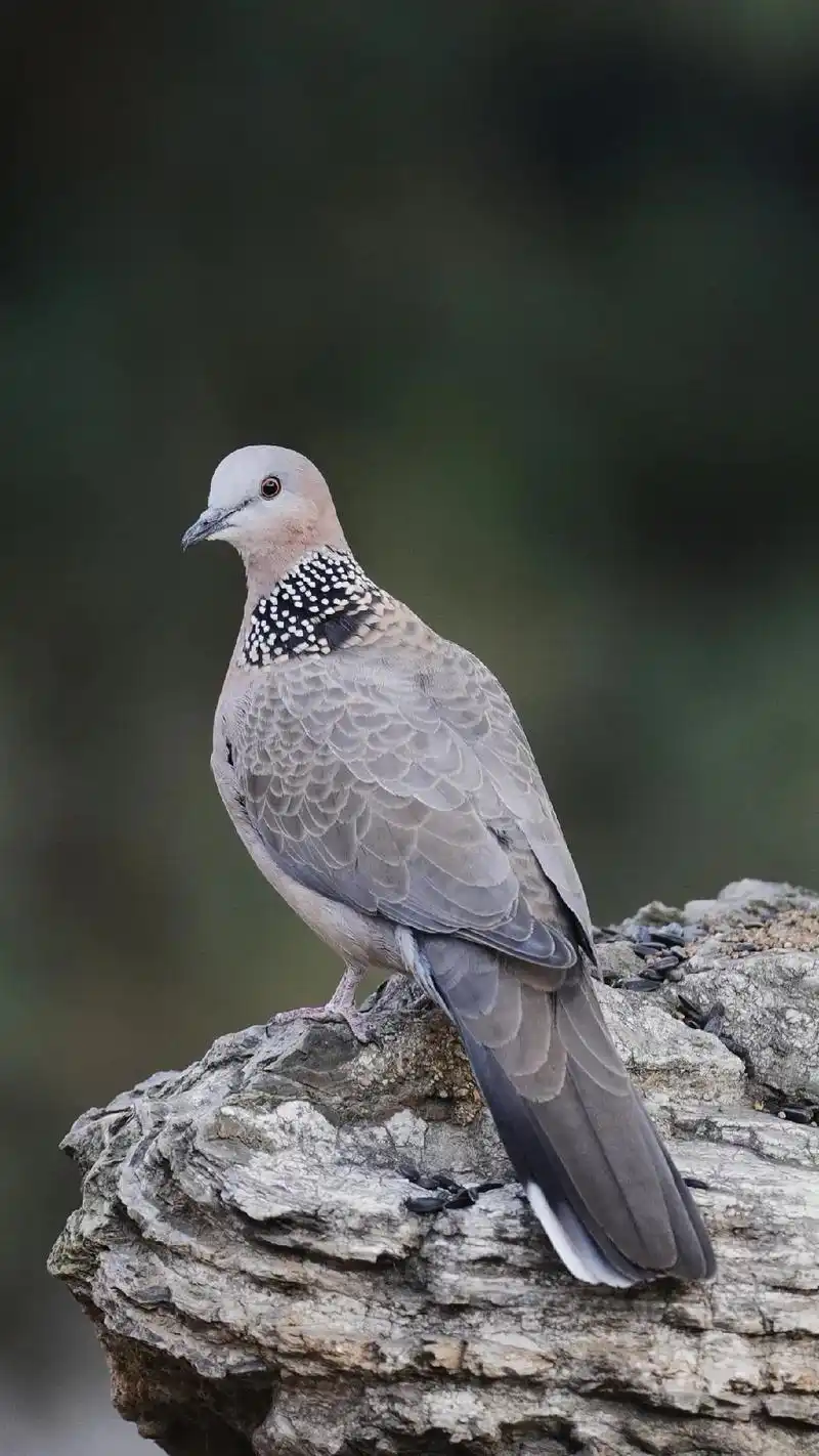 再来两张珠颈斑鸠背景图片#抖音图文来了 #手机壁纸 #鸟类摄 - 抖音
