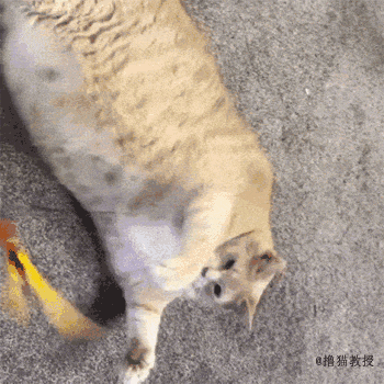 晃动逗猫棒,哪怕是躺在地上,也要动起来.