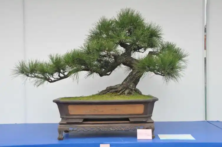 盆景5大造型技巧 盆景5大造型技巧图解