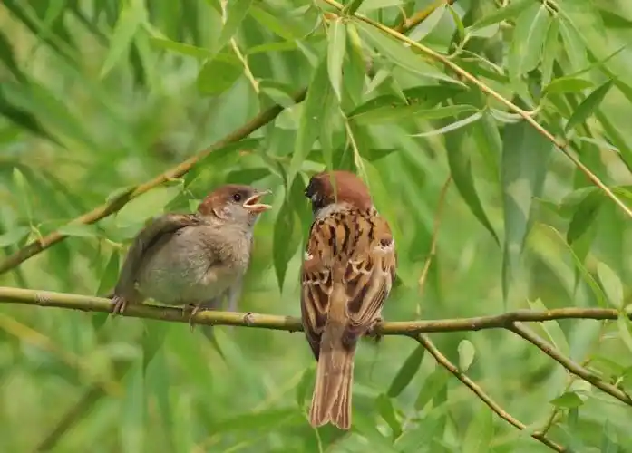 麻雀吱喳喳的叫声音效