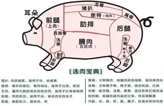 猪身上不同部位的猪肉图示