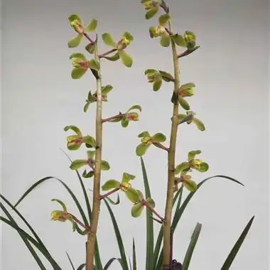 蕙兰老八种特价程梅1苗2芽