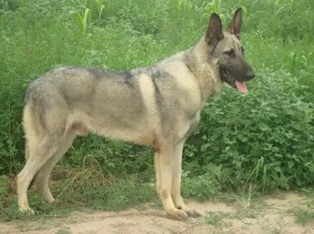 狼青犬是一种狼青色的狼犬,在我国的北方会比较常见,对于狼青犬的来源