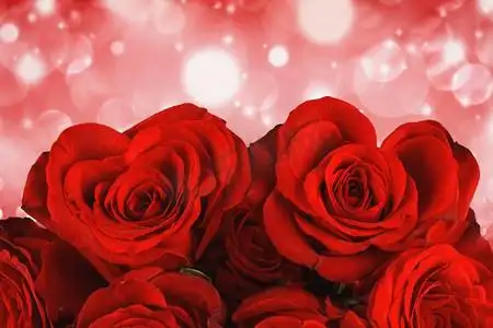 散景灯背景下的情人节心形玫瑰花束.玫瑰玫瑰花