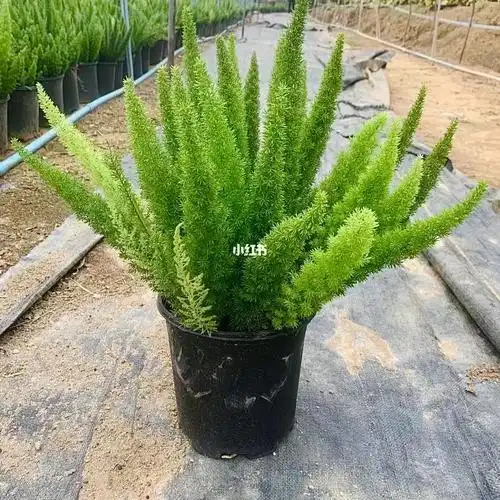 花园花境植物苗圃2加仑狐尾天门冬