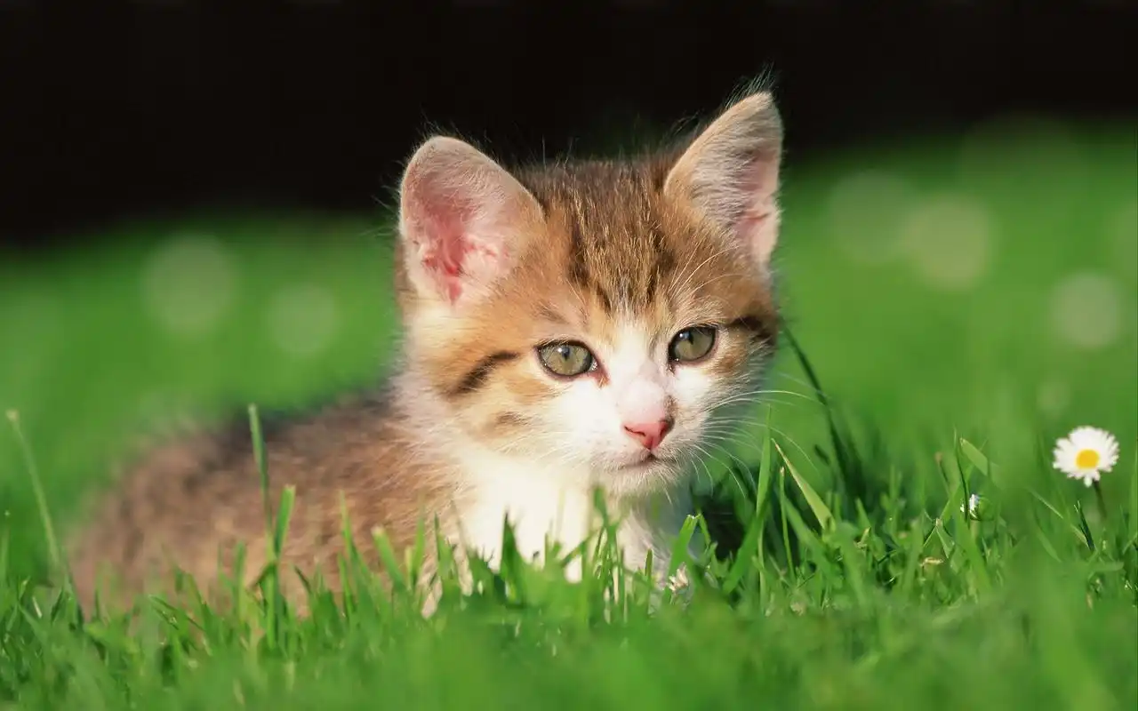 可爱软萌小猫咪高清图片宽屏壁纸