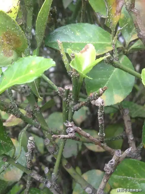 大叶黄杨的叶片和枝干上有许多密密麻麻的小白点,怎么回事儿?_卫矛
