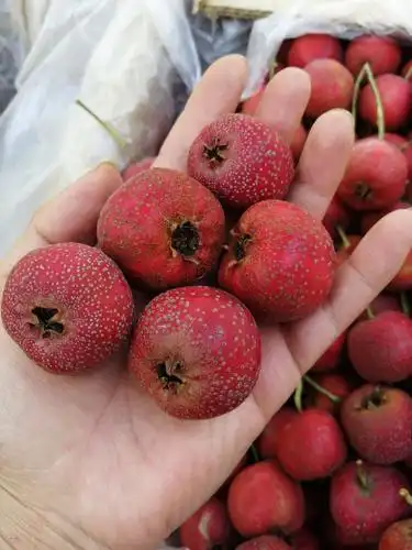 普通山楂 酸甜可口好吃不贵