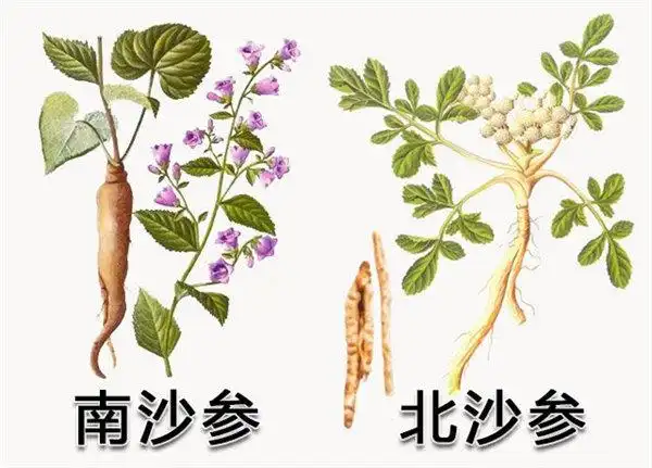 北沙参与南沙参之间的区别判断