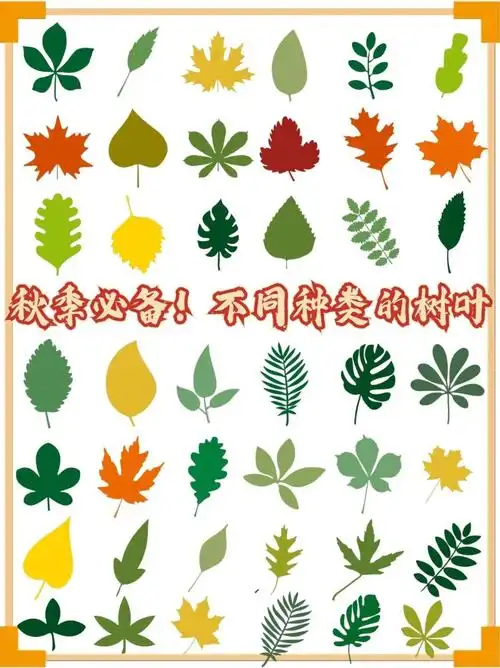 97 秋天到了,各种树叶开始泛黄,掉落,也有一些常绿乔木仍然郁郁葱葱