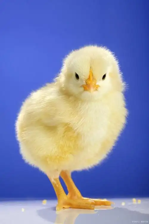 雏鸡保温最简单方法——合理安排雏鸡的居住区域