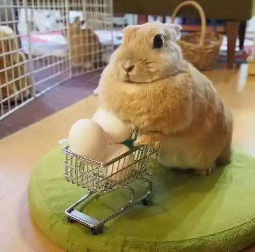 ins上因胖走红的兔兔 胖到脖子都没了站着也像躺着