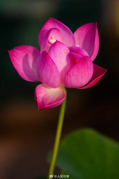 明日大暑至##适合大暑观赏的荷花壁纸