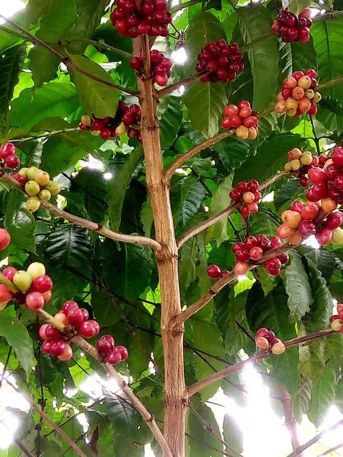 咖啡树上长的咖啡豆