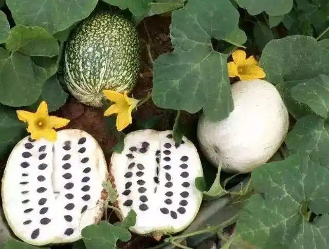 黑南瓜子用的是 黑籽南瓜,产地云南建水,那里日照充足,气候温和.