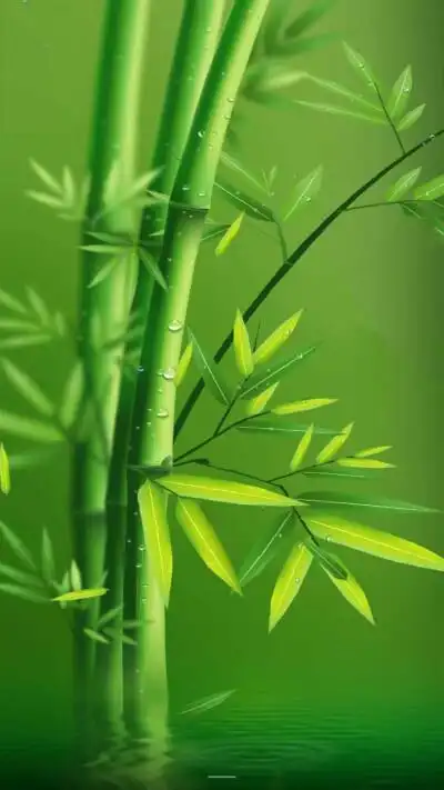 竹- 堆糖,美图壁纸兴趣社区