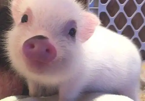 可爱图片 > 正文  本文 2019超萌猪猪可爱图片_精致的可爱猪猪由小琴