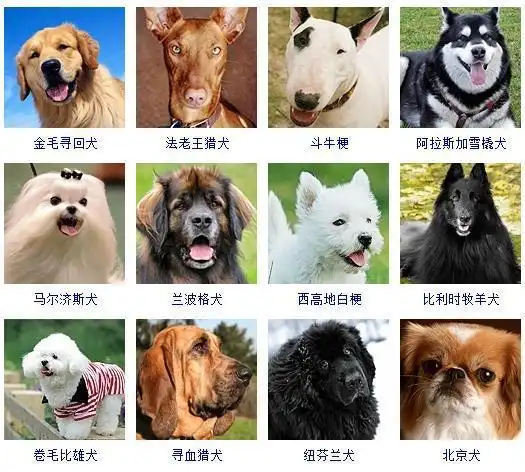 警犬追逐2019最新版