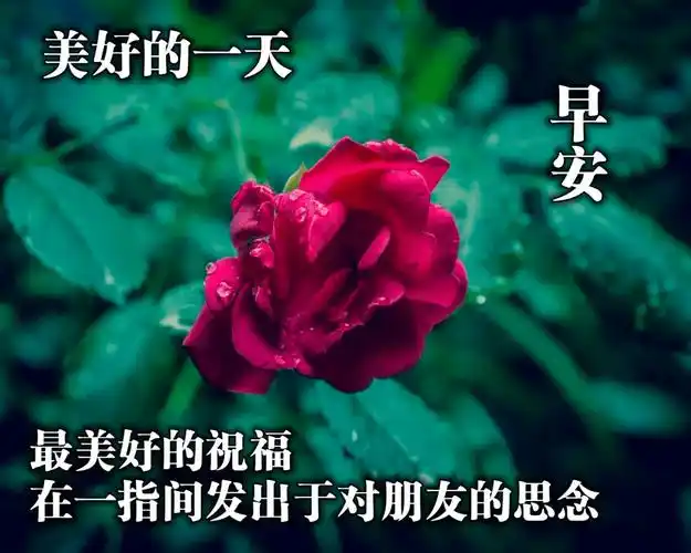 早上好的最美图片美句5