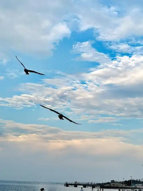 海鸥飞处彩云飞