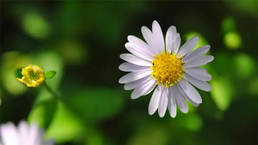 可爱的小雏菊小清新桌面壁纸