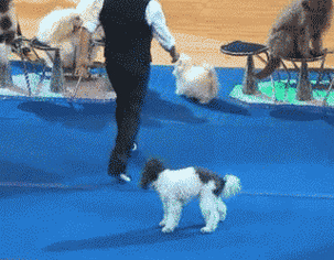 笑话搞笑gif:好呆萌的姑娘,她的笑容太令人着迷了!