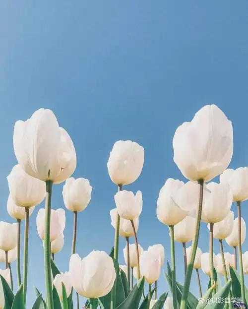 今天这篇教程,通过具体例图,详细解说,帮你手机拍的各类照片,都好看!