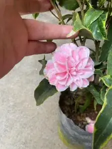 【顺丰】金边十八学士茶花名贵盆栽树苗带苞阳台客厅庭院花卉龙岩