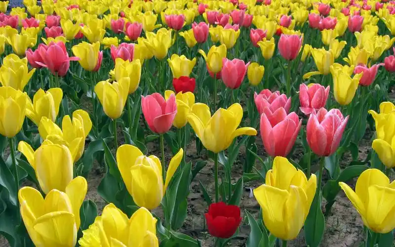 花香袭人郁金香